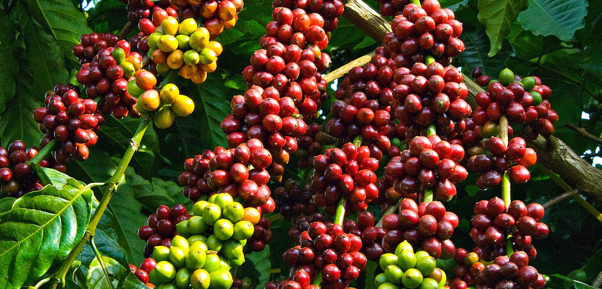 Xuất khẩu cà phê của Việt Nam tăng trưởng với tốc độ “bùng nổ”  - Ảnh 1.