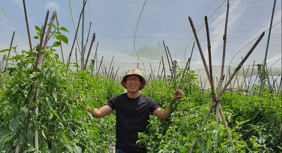 Nắng và gió, là một lợi thế để nông dân Ninh Thuận sản xuất nông sản sạch - Ảnh 5.