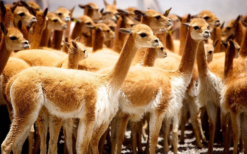 Sacred animals, wearing “golden armor” in Peru