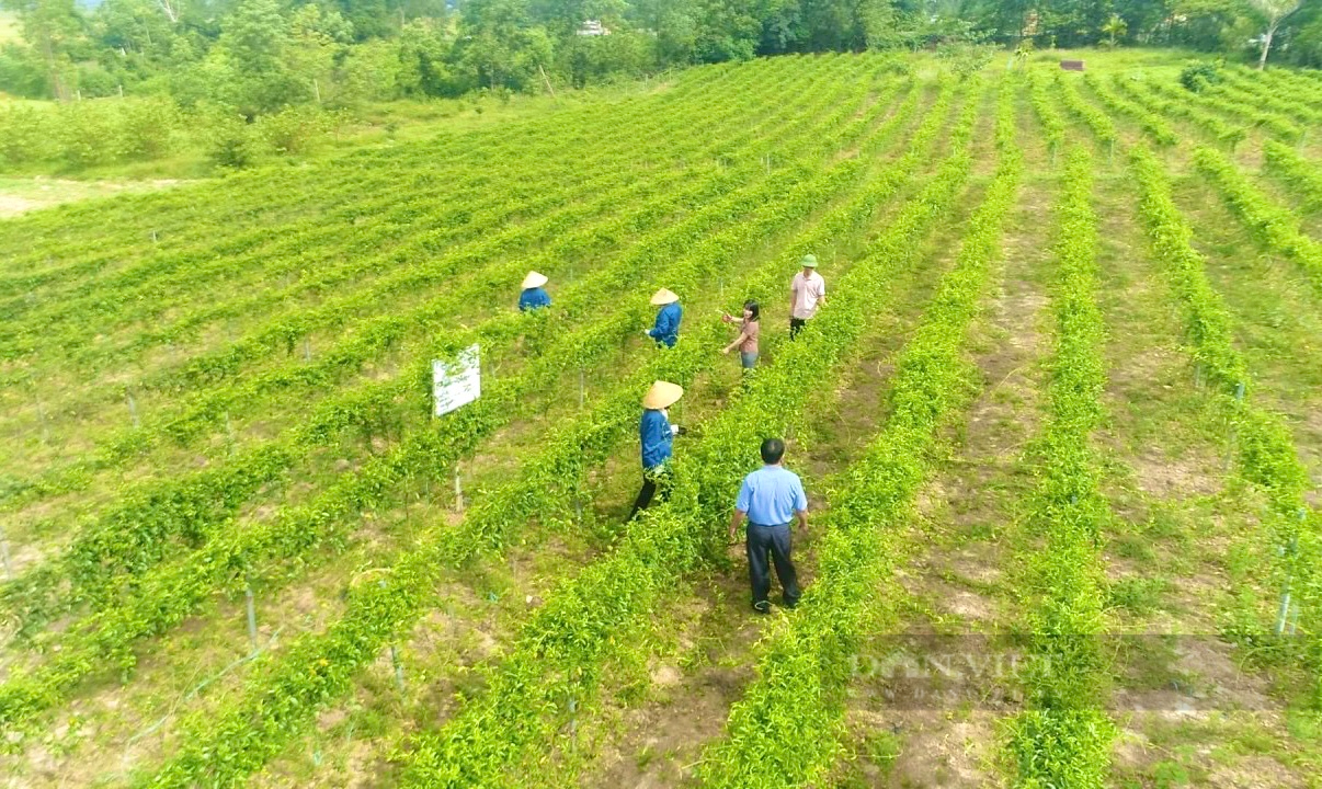 Trồng cây thìa canh 1 lần thu hoạch 10 năm liền, HTX ở Quảng Bình đạt OCOP 4 sao - Ảnh 3.