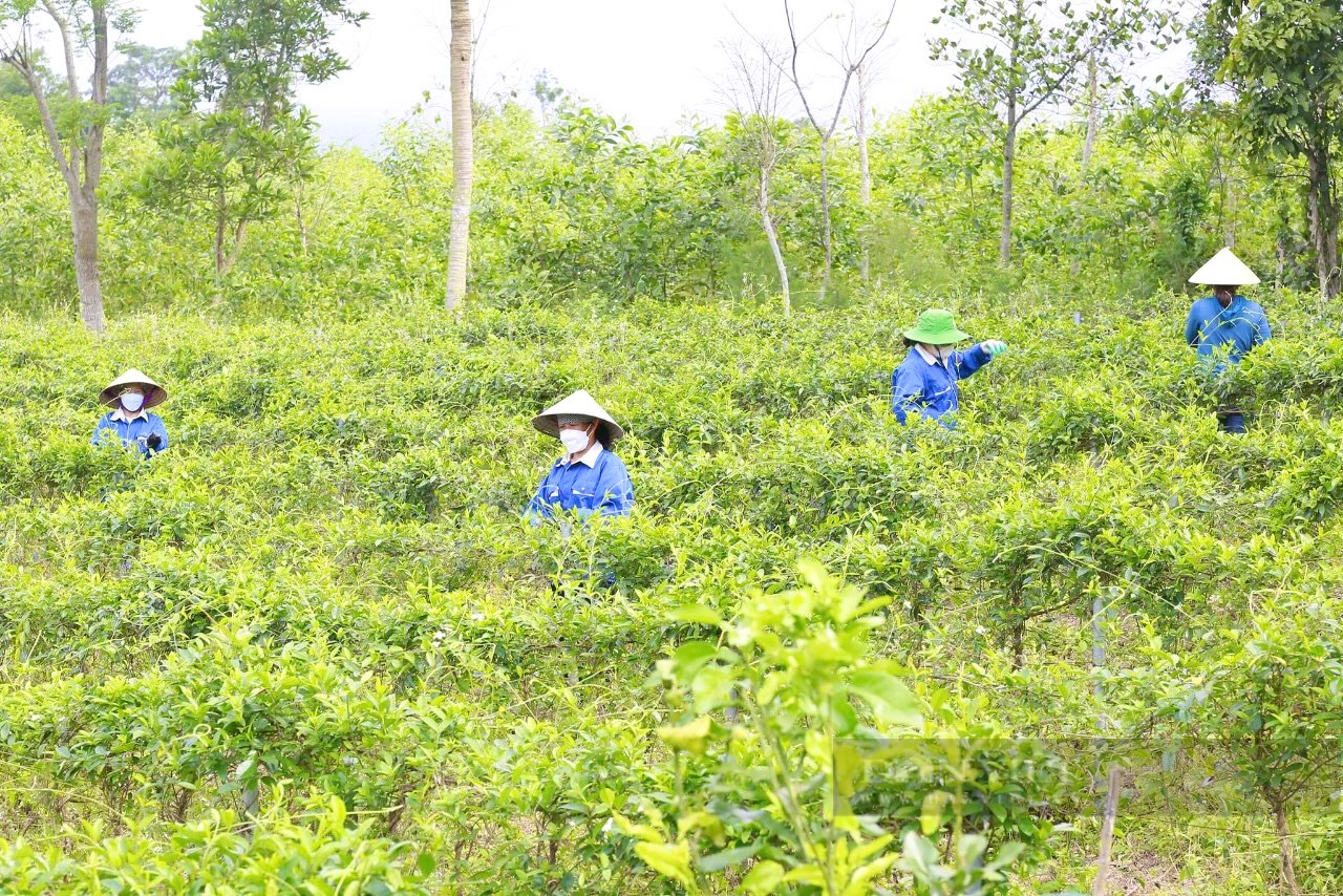 Trồng cây thìa canh 1 lần thu hoạch 10 năm liền, HTX ở Quảng Bình đạt OCOP 4 sao - Ảnh 5.