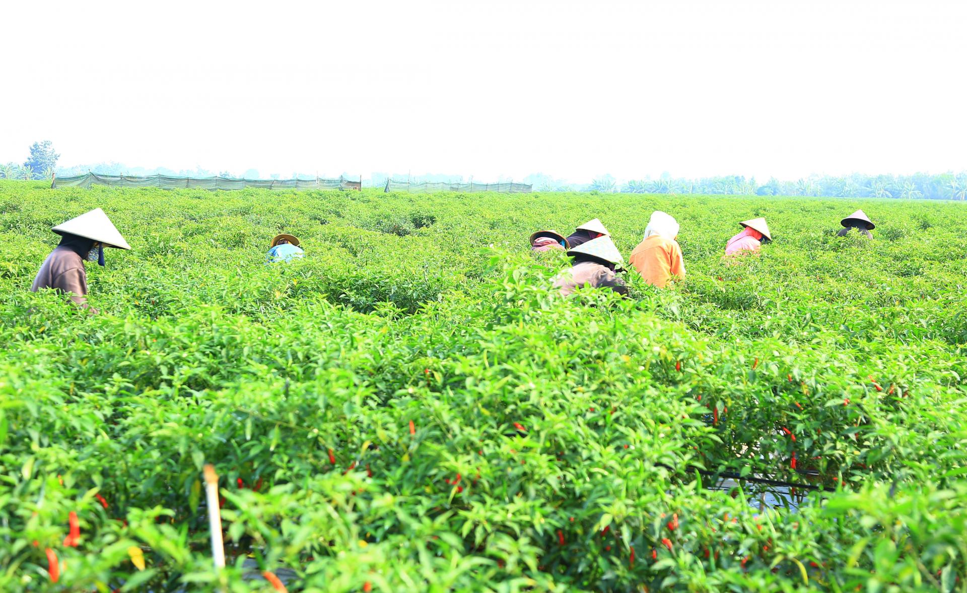 Một người Sài Gòn lên Đắk Lắk thuê 120ha đất trồng ớt chỉ thiên bán đi đâu mà tạo việc làm cho 400 người? - Ảnh 2.