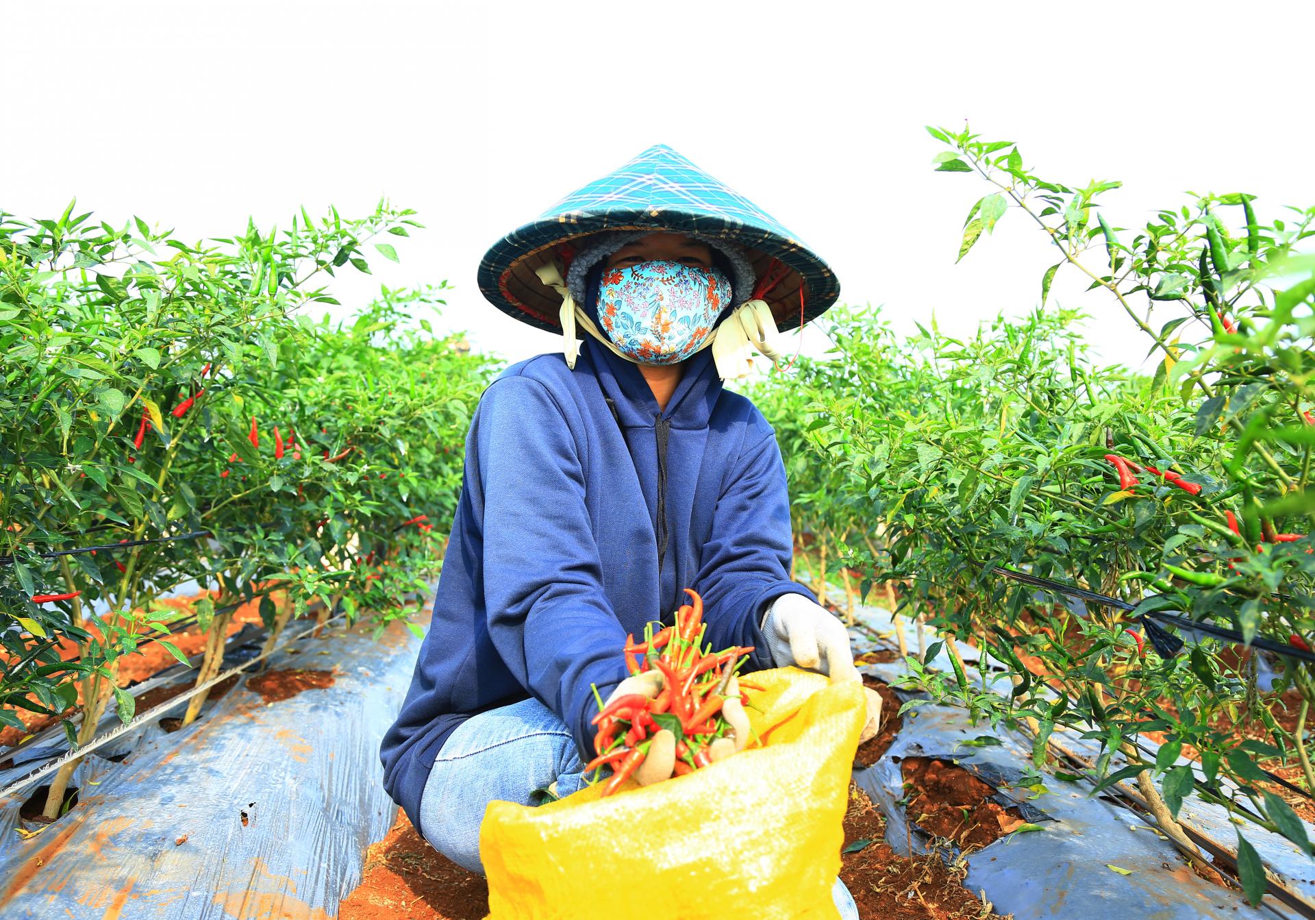 Một người Sài Gòn lên Đắk Lắk thuê 120ha đất trồng ớt chỉ thiên bán đi đâu mà tạo việc làm cho 400 người? - Ảnh 3.