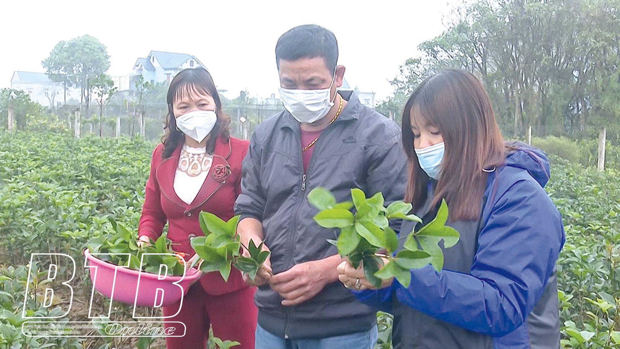 Mộc hương là cây gì mà hoa tuôn như suối, thơm khắp làng, nông dân Hồng Việt ở Thái Bình trồng bán thu tiền tỷ - Ảnh 5.