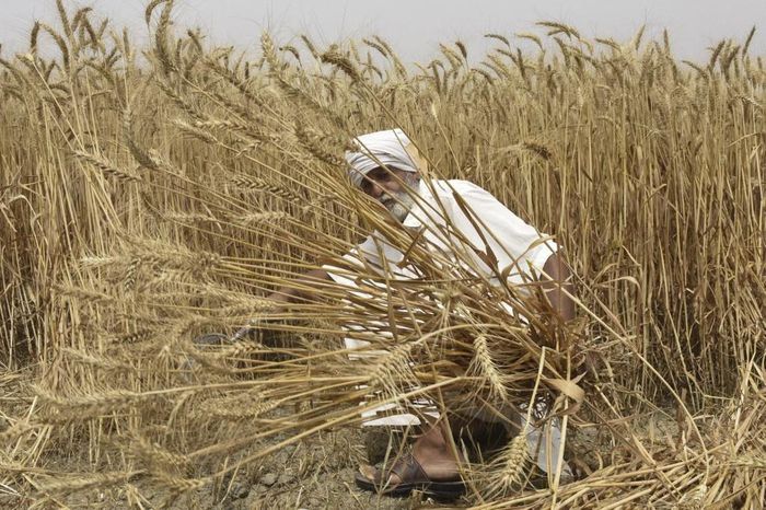Ấn Độ bất ngờ cấm xuất khẩu lúa mì - Ảnh 1.