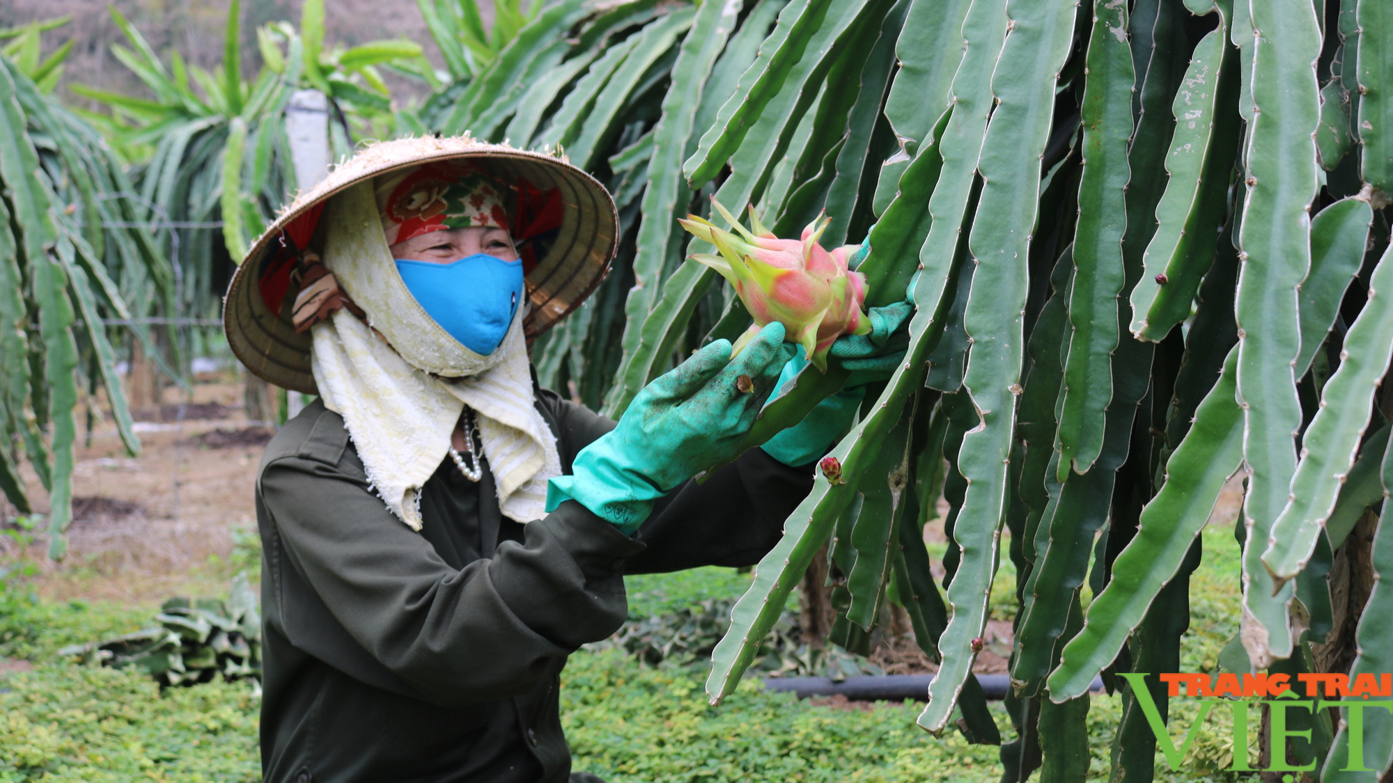 Mở rộng liên kết, sản xuất nông nghiệp bền vững - Ảnh 4.