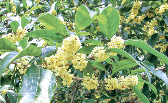 Mộc hương là cây gì mà hoa tuôn như suối, thơm khắp làng, nông dân Hồng Việt ở Thái Bình trồng bán thu tiền tỷ - Ảnh 1.