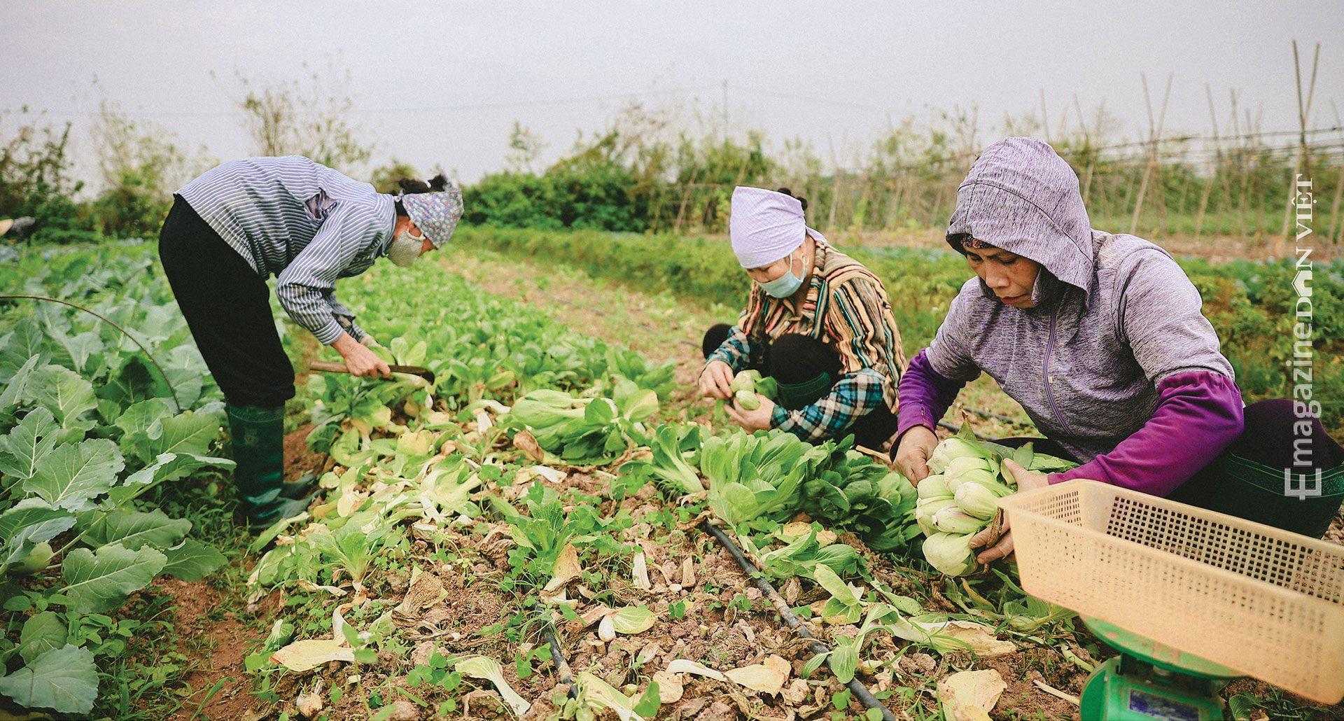 Con đường gian nan của tiến sĩ du học bên Nhật bỏ việc về làm nông dân, trồng rau sạch - Ảnh 12.