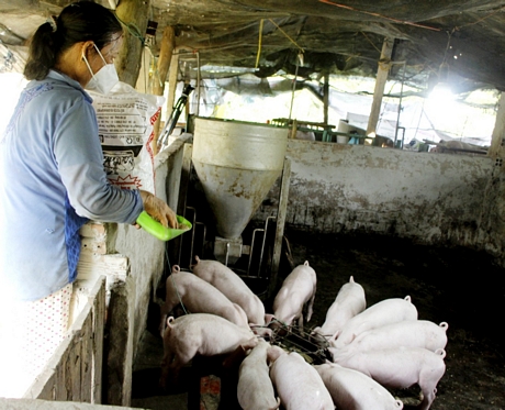 Giá thức ăn chăn nuôi tăng vọt, giá lợn giống tăng chưa từng có, cứ bán heo, nông dân Vĩnh Long lỗ gần 1 triệu - Ảnh 1.