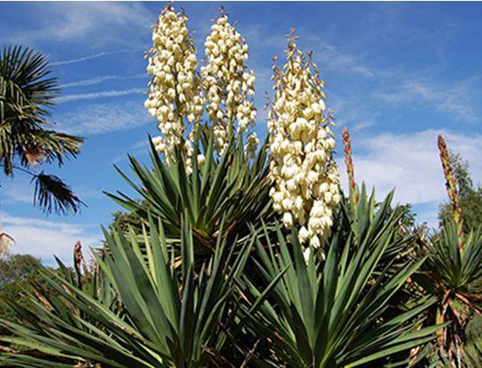 YUCCA - Thảo dược từ thiên nhiên cho nuôi trồng thủy sản bền vững - Ảnh 1.