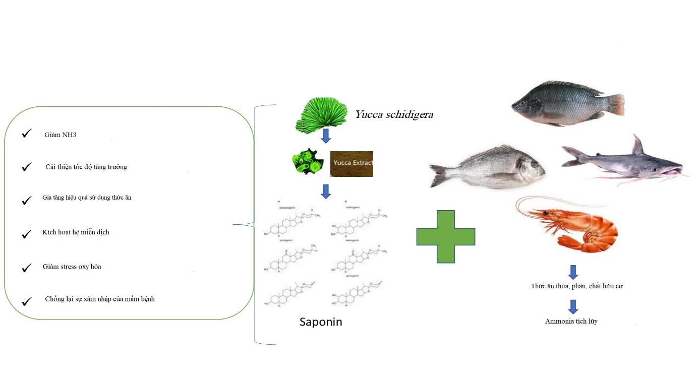 YUCCA - Thảo dược từ thiên nhiên cho nuôi trồng thủy sản bền vững - Ảnh 2.