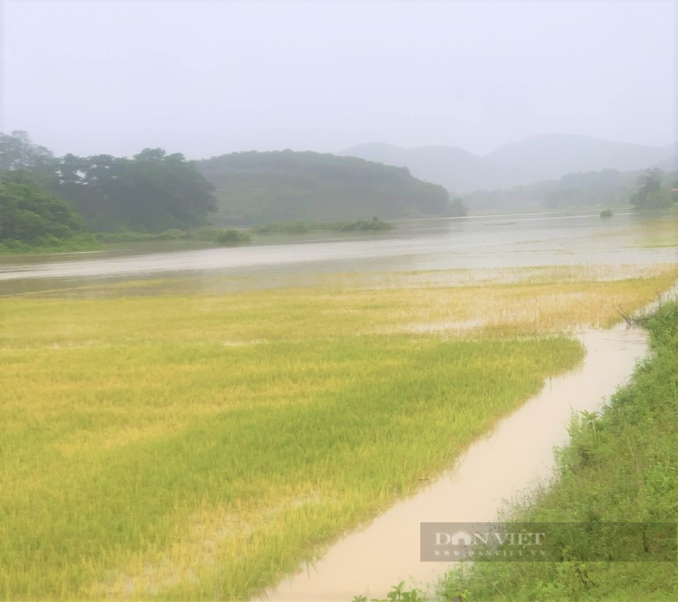 Hà Tĩnh: Mưa lớn bất thường, hàng trăm ha lúa sắp thu hoạch ngập chìm trong biển nước - Ảnh 5.