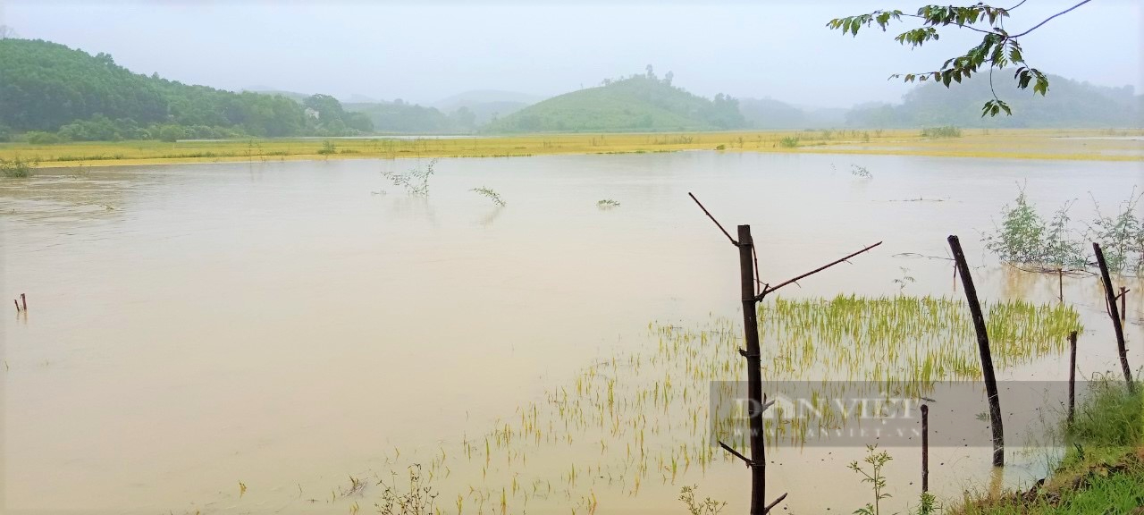 Hà Tĩnh: Mưa lớn bất thường, hàng trăm ha lúa sắp thu hoạch ngập chìm trong biển nước - Ảnh 3.