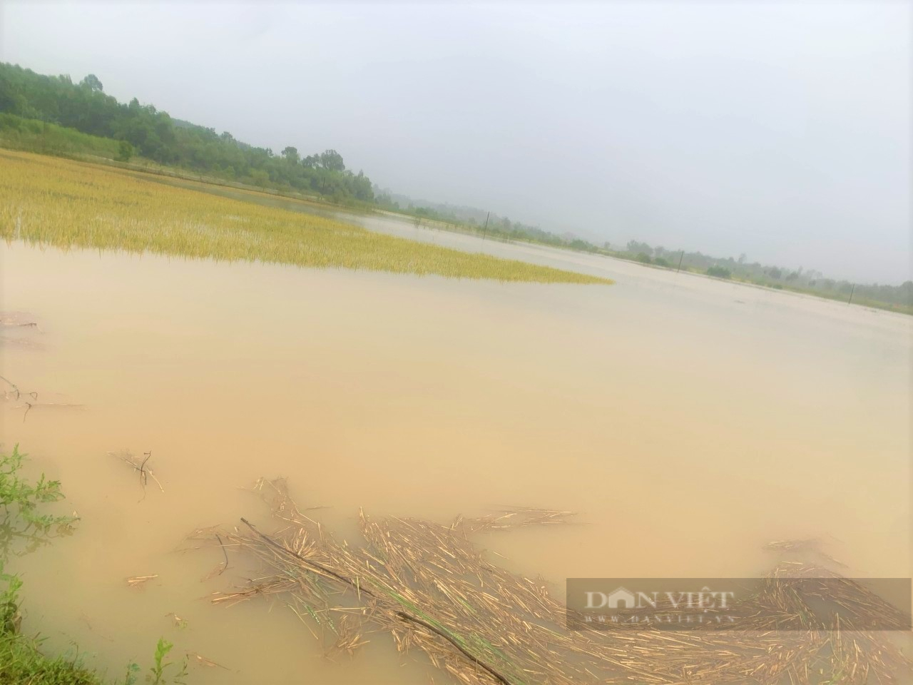 Hà Tĩnh: Mưa lớn bất thường, hàng trăm ha lúa sắp thu hoạch ngập chìm trong biển nước - Ảnh 4.