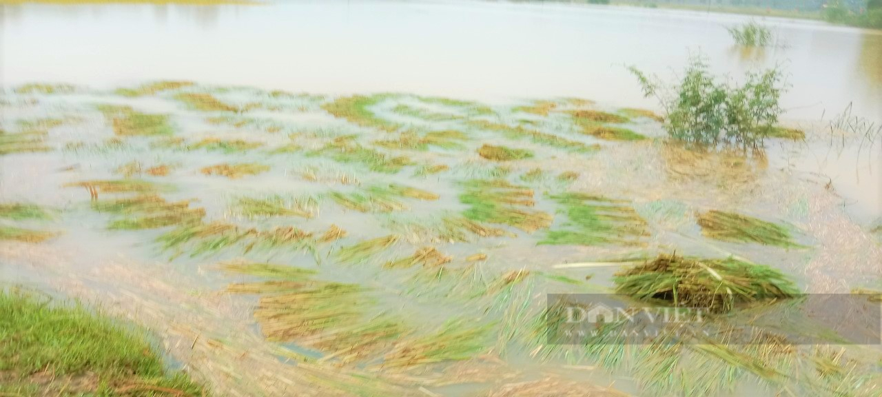 Hà Tĩnh: Mưa lớn bất thường, hàng trăm ha lúa sắp thu hoạch ngập chìm trong biển nước - Ảnh 2.