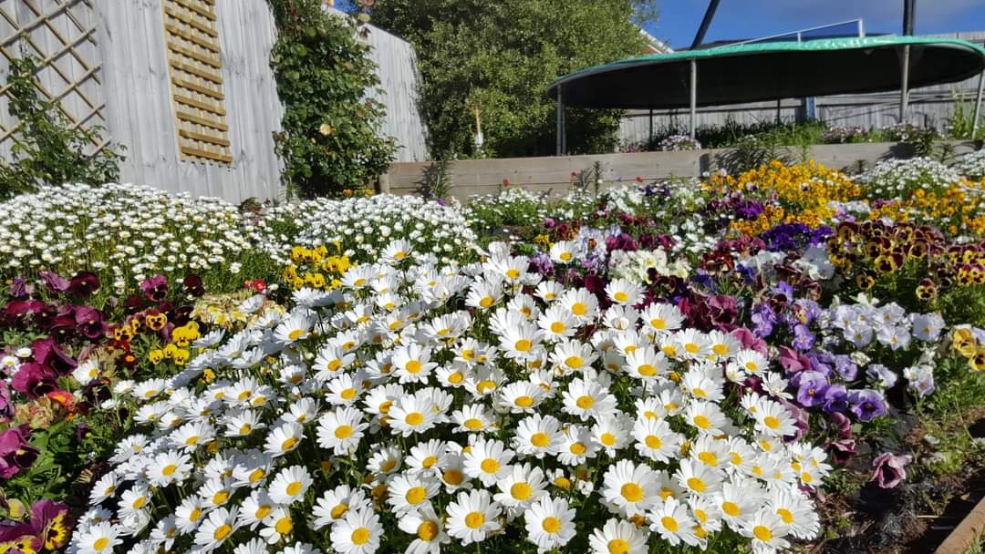 Nhà đẹp: Choáng ngợp với khu vườn hoa nở quanh năm đẹp tựa cổ tích của mẹ Việt tại Úc - Ảnh 10.