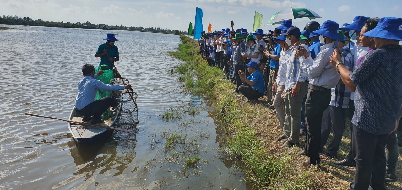 Kiên Giang: Thả tôm, cua, cá trê vàng vào ruộng lúa, bắt lên toàn con to béo, nhiều người kéo đến xem - Ảnh 1.