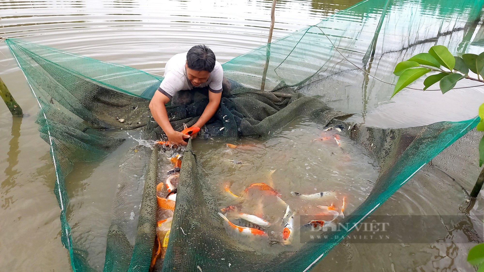 Nuôi “cá triệu đô” trong vũng phèn chua, trai đô thành thu nửa tỷ một năm - Ảnh 5.