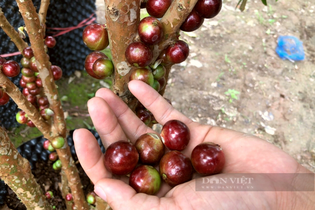 Đưa cây ăn quả độc lạ về vườn nhà trồng, chàng trai Thủ đô bất ngờ kiếm trăm triệu đồng mỗi ngày - Ảnh 4.