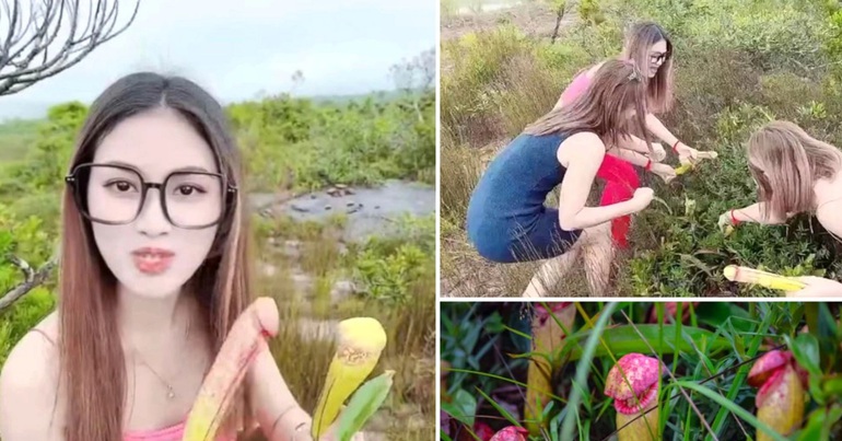 Controversy about tourists cutting flowers with “guts” to show off their “virtual life”