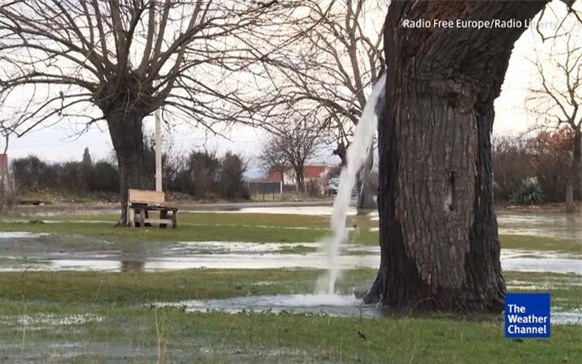 The unsolved mystery of a 100-year-old mulberry tree that can flow like a stream