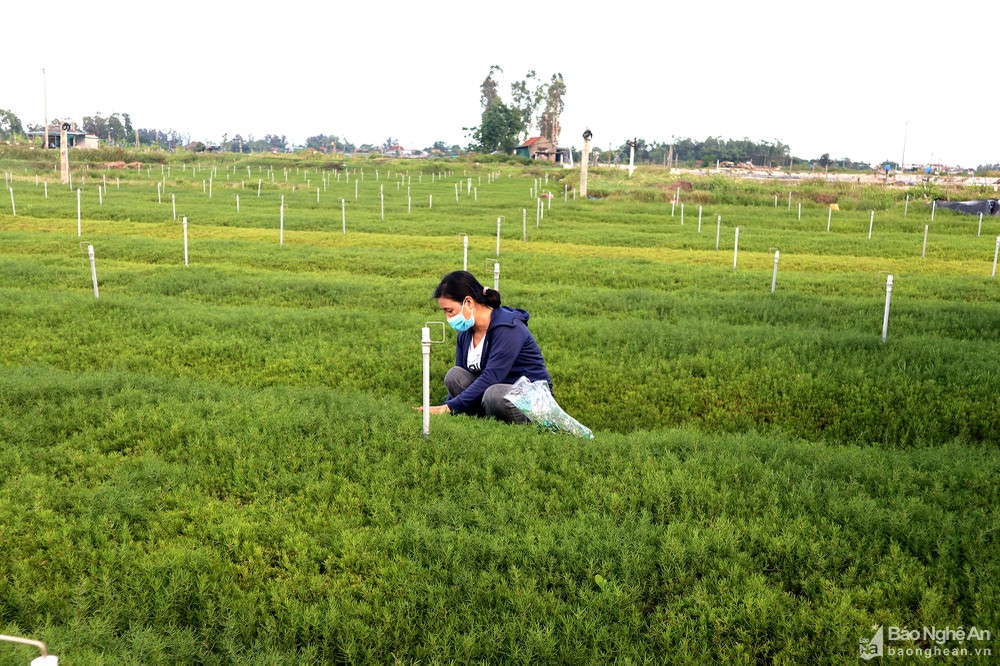 Loài rau dại trước đây chả ai để ý, giờ thành rau đặc sản, bán chơi chơi cũng thu hàng trăm triệu đồng/ha - Ảnh 3.