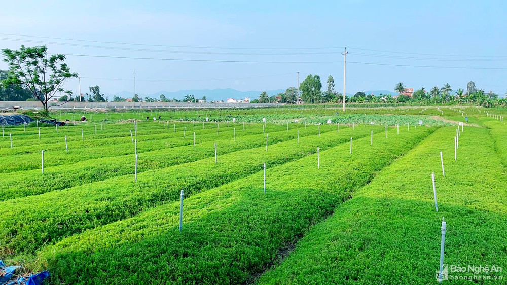 Loài rau dại trước đây chả ai để ý, giờ thành rau đặc sản, bán chơi chơi cũng thu hàng trăm triệu đồng/ha - Ảnh 1.