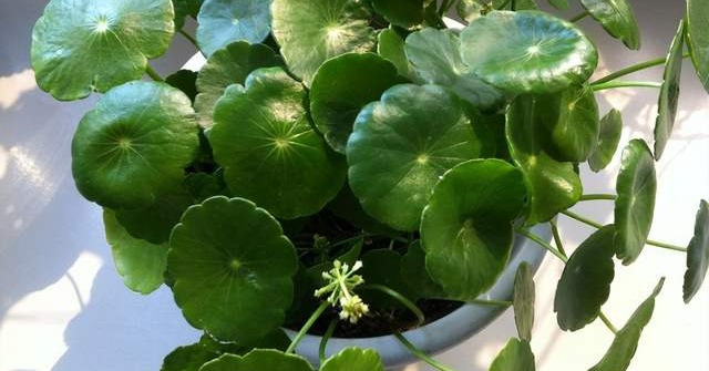 Bonsai means wealth and good fortune, blooming flowers represent good omen and luck