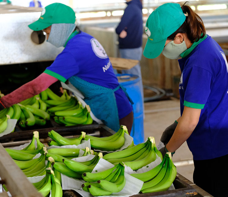 Người Nhật Bản chi 29,9 USD/năm để mua chuối, cơ hội để Việt Nam mở rộng thị phần - Ảnh 1.