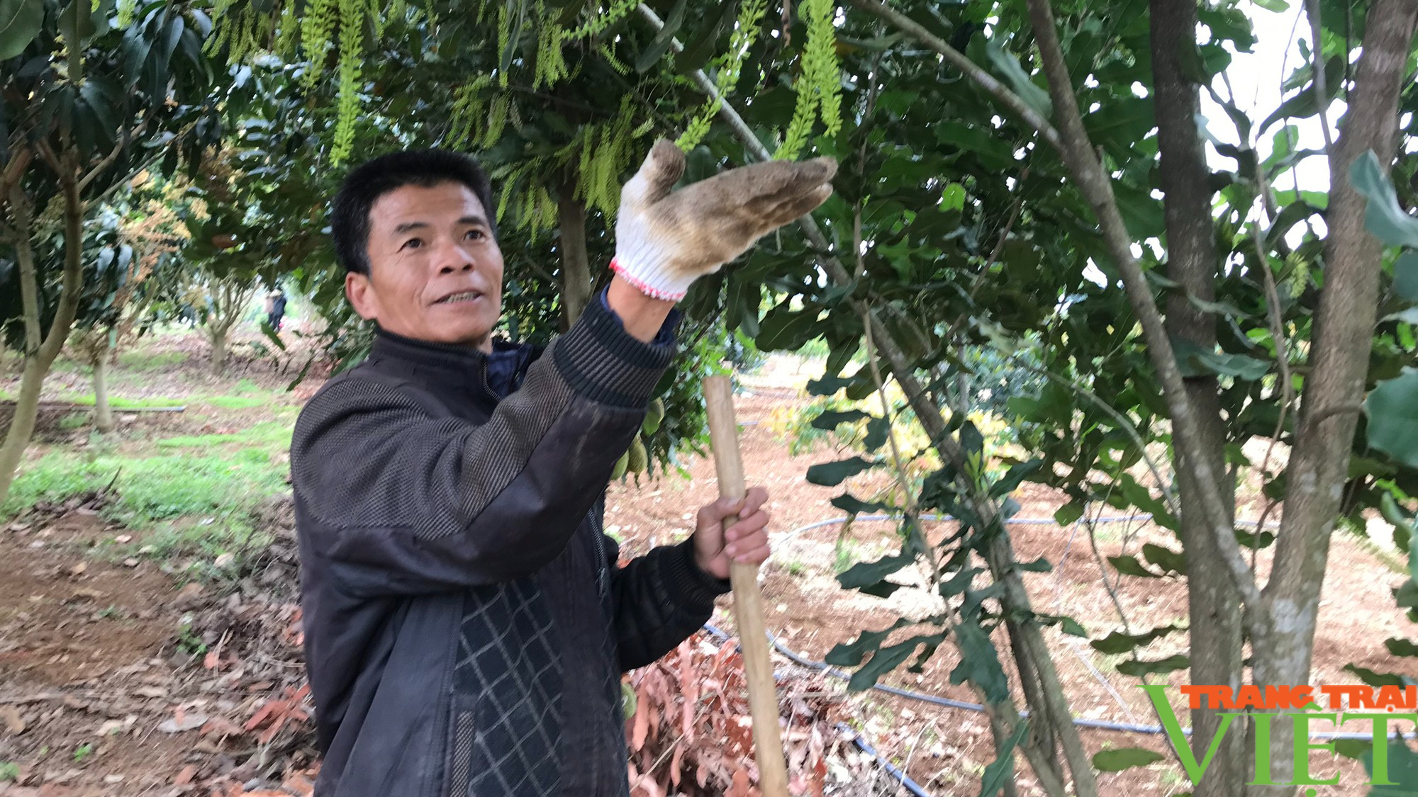 Nông thôn Tây Bắc: Những nông dân vượt khó làm giàu - Ảnh 4.