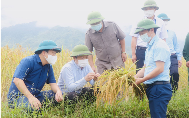 Hội Nông dân Phong Thổ: Cùng nông dân làm kinh tế nông nghiệp