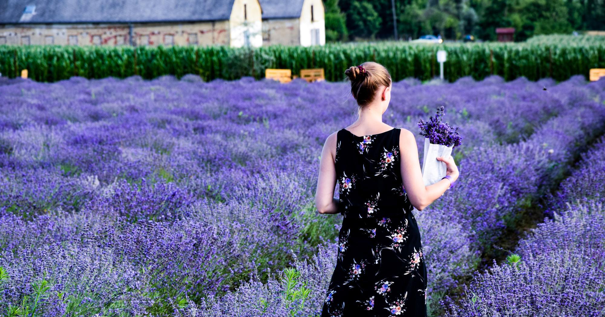 Why choose lavender essential oil?
