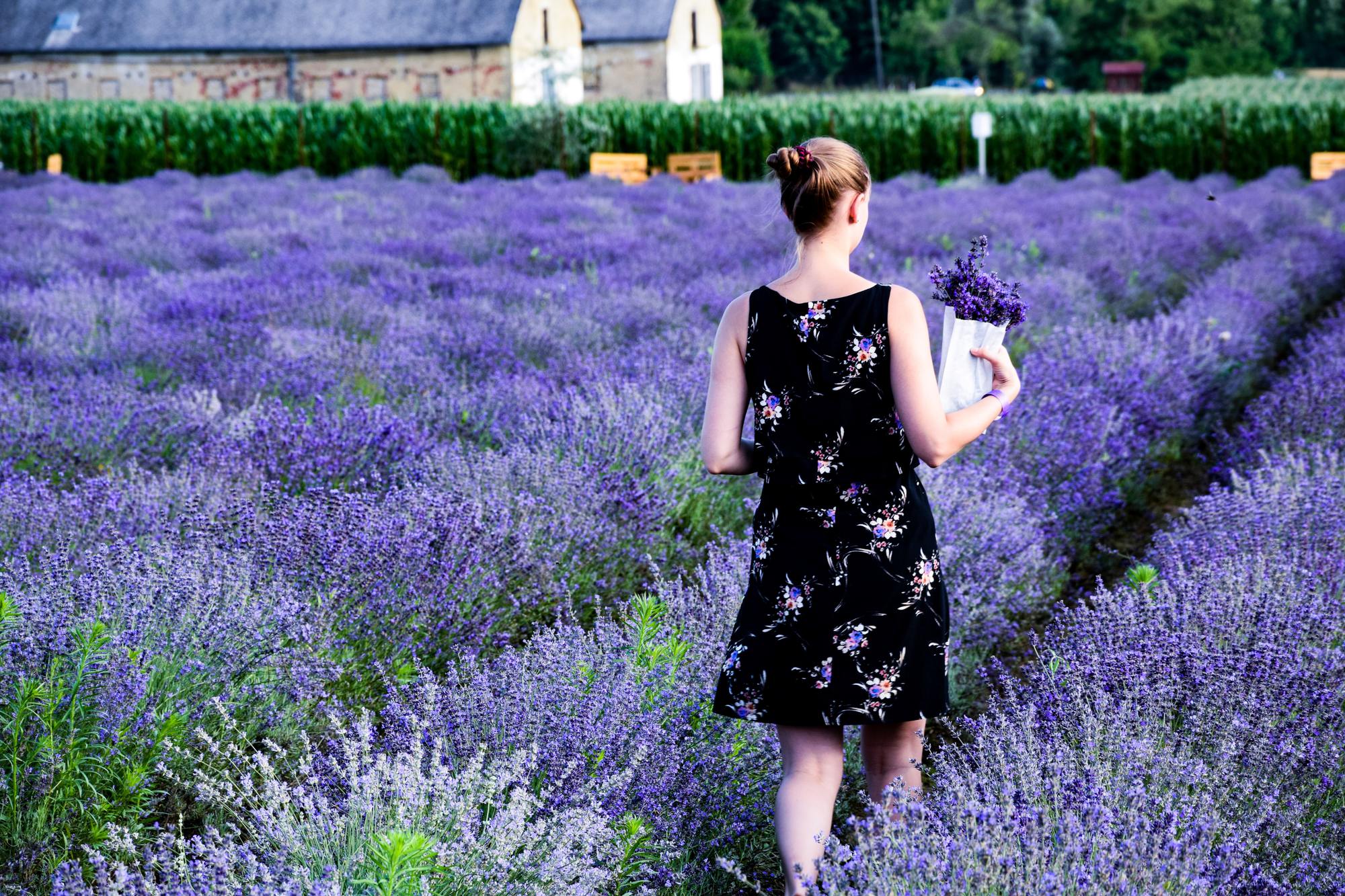 Healthy living every day: The essential oil has good uses in meditation, helping to ease anxiety and relax the nervous system - Photo 1.