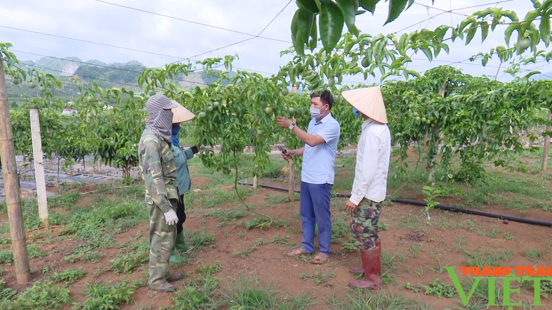 Nông thôn Tây Bắc: Những nông dân vượt khó làm giàu - Ảnh 5.