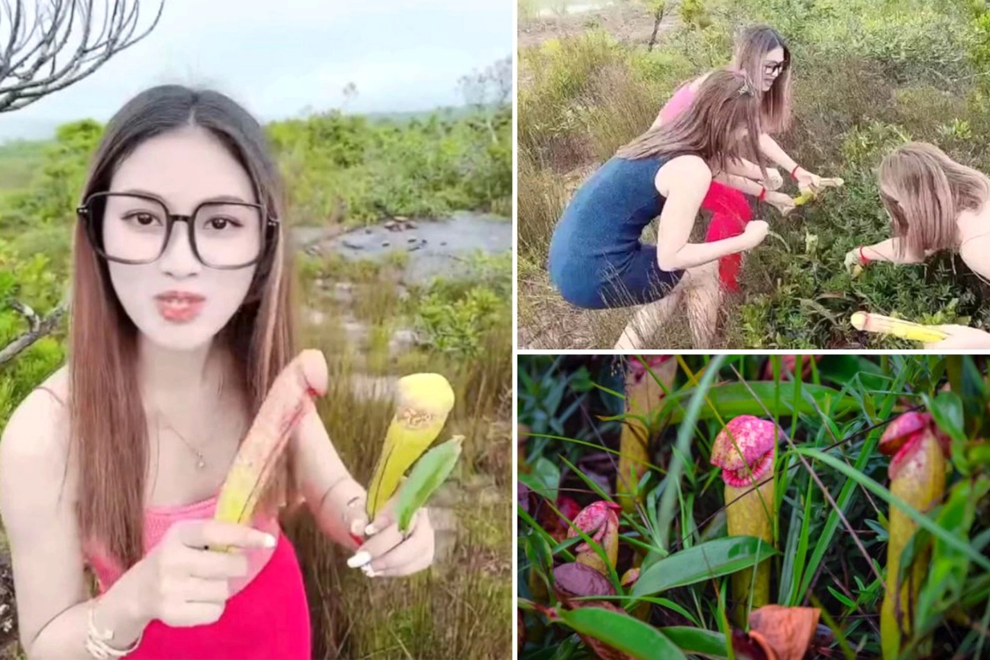 Controversy about tourists plucking flowers with 