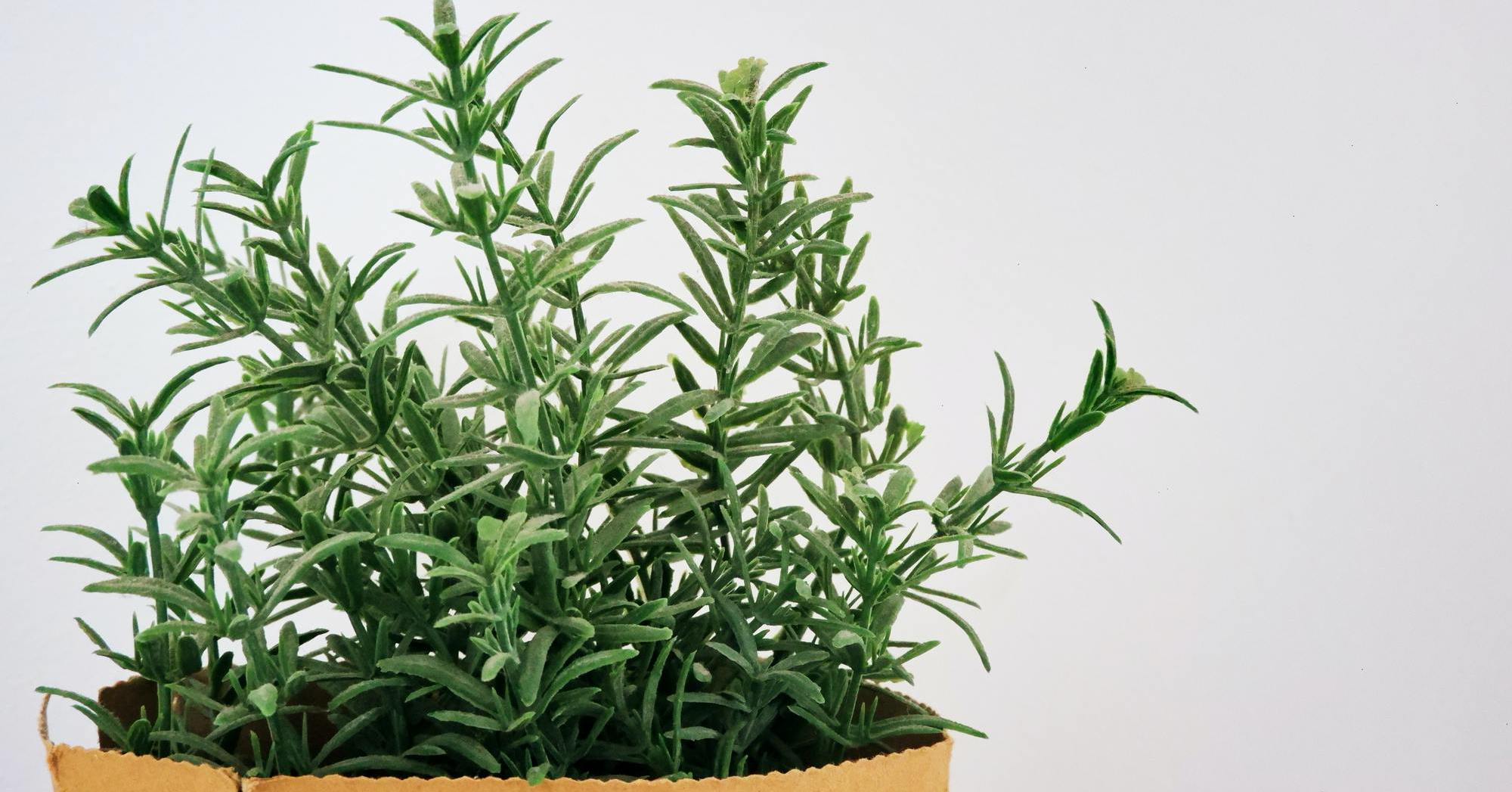 Rosemary is often planted to repel mosquitoes and can prevent cancer