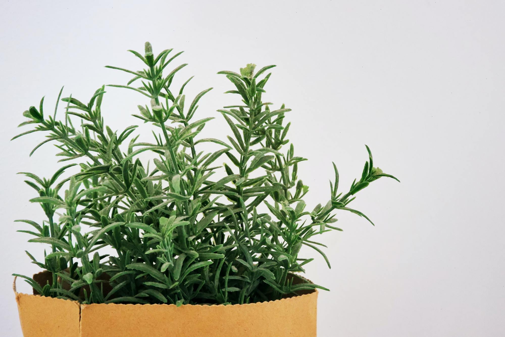 The truth about rosemary's ability to prevent cancer?  - Photo 1.