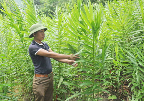 Lào Cai: Chiết xuất sả java, gừng, màng tang...thành tinh dầu, một nông dân ở Bát Xát thu 500 triệu đồng/năm - Ảnh 2.