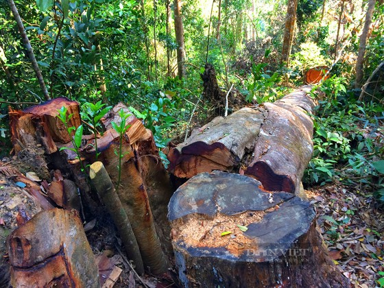 Gia Lai: Hơn 2,2 ha rừng phòng hộ bị phá trắng - Ảnh 1.