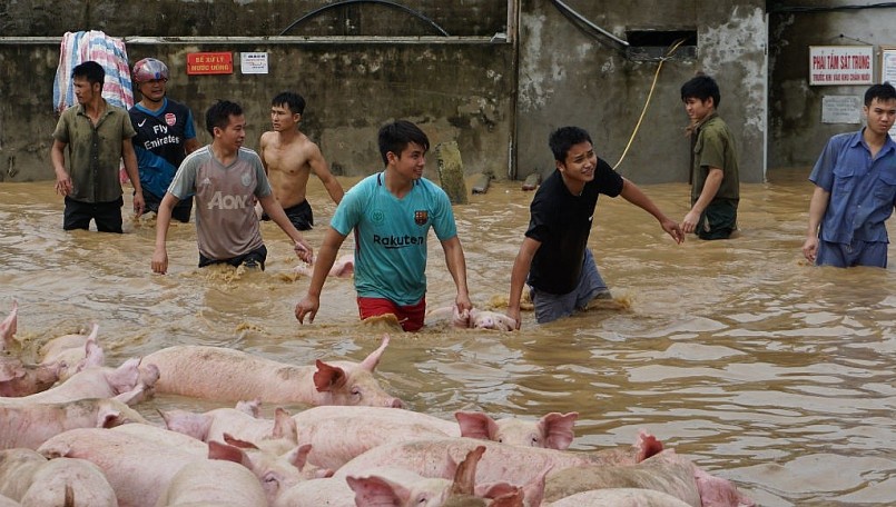 Chuyên gia khuyến cáo 3 bước cần thiết để bảo vệ đàn vật nuôi trước mùa mưa bão - Ảnh 3.