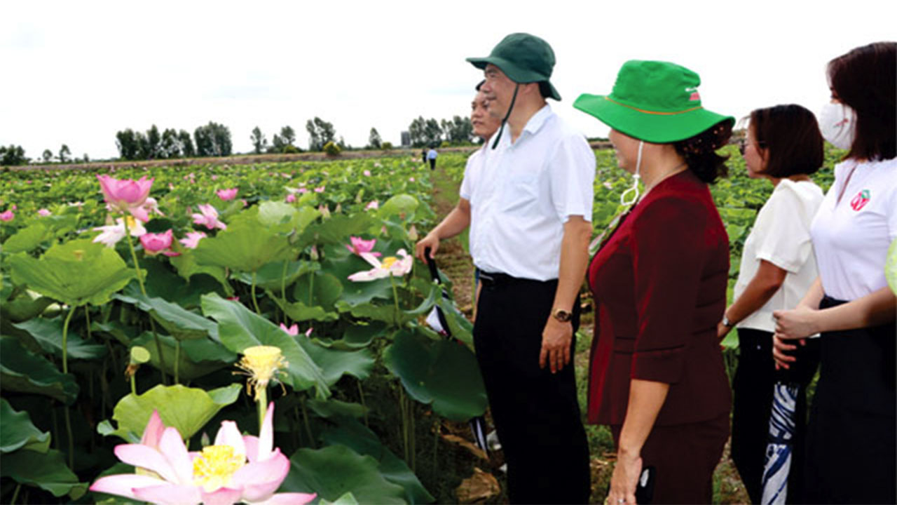 Ngày mai sẽ diễn ra lễ hội sen tỉnh Đồng Tháp - Ảnh 1.