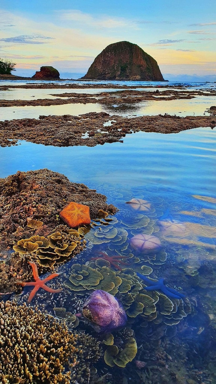 Kỳ ảo vườn san hô trên cạn của Phú Yên - Ảnh 2.