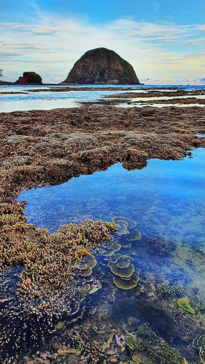 Kỳ ảo vườn san hô trên cạn của Phú Yên - Ảnh 5.
