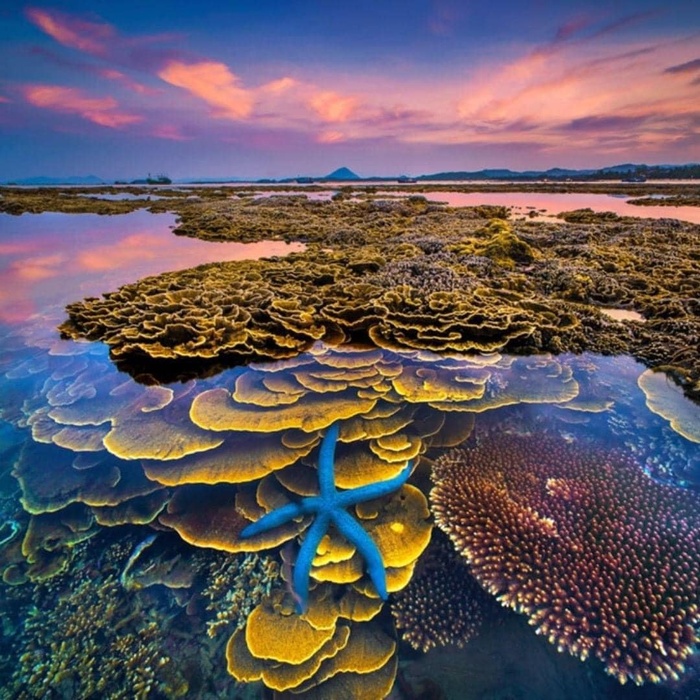 Kỳ ảo vườn san hô trên cạn của Phú Yên - Ảnh 1.