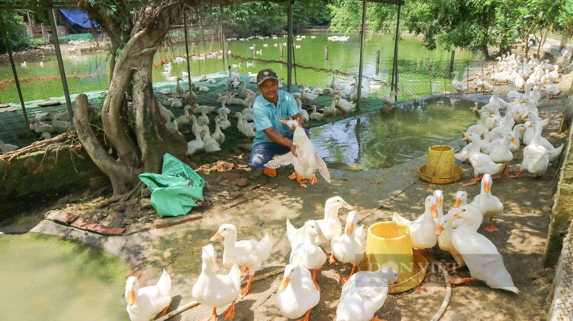 Quảng Nam: Trồng cây ăn quả, thả cá, nuôi gà, vịt, nông dân Phú Ninh ngồi mát thu tiền  - Ảnh 2.