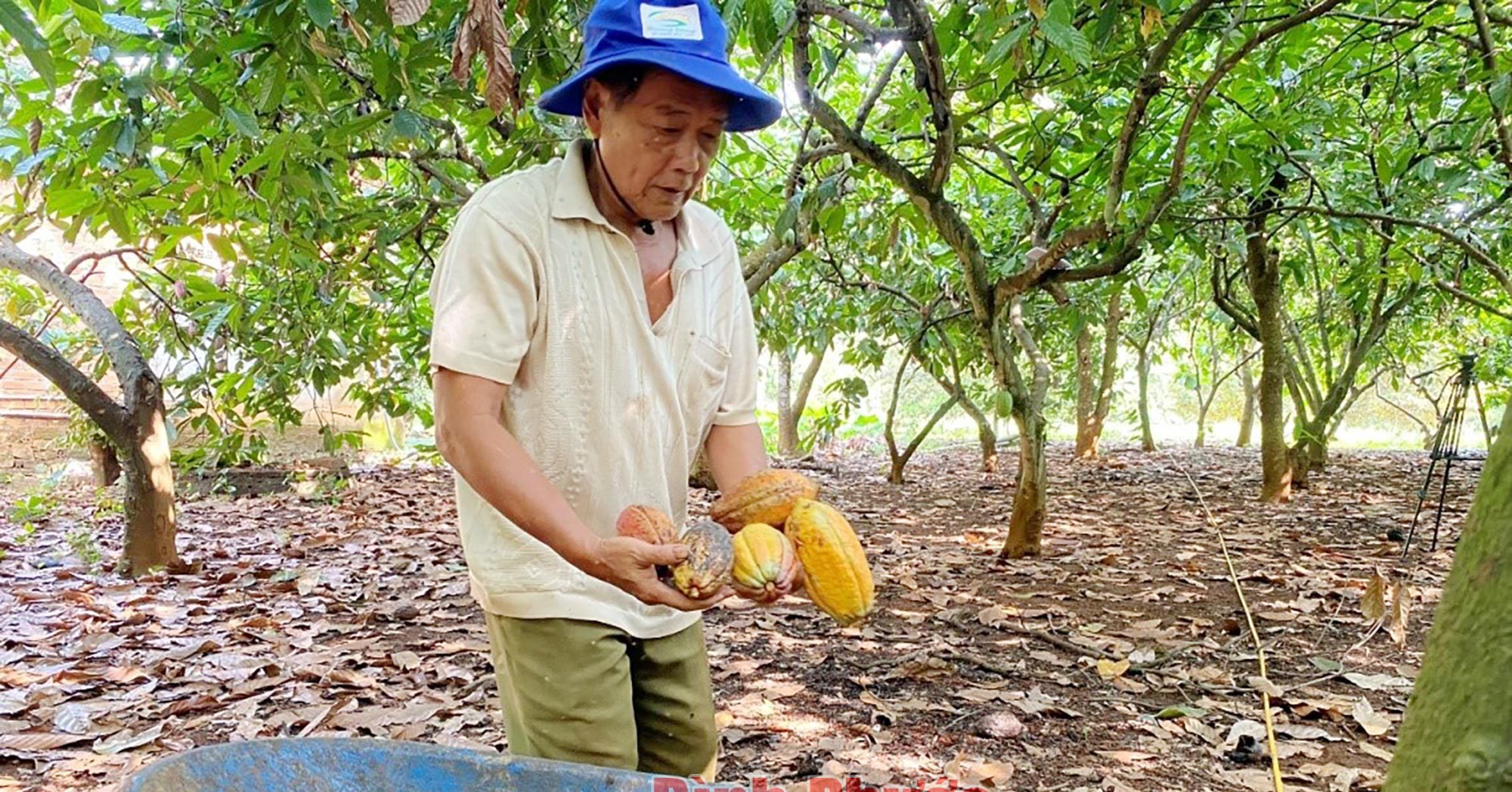 Trồng cây ca cao xen canh cây điều, gặp năm được mùa, nông dân Bình Phước lãi như trúng số