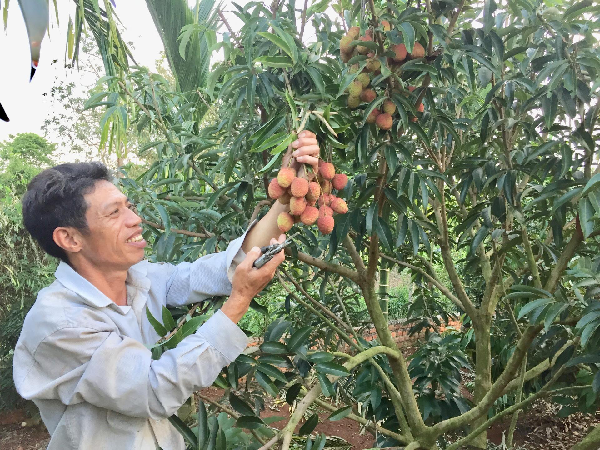 Vải lai chín sớm, vải trứng đem vô trồng ở Đắk Lắk, ai ngờ cây nào cũng sai quả muốn gãy cành, bán đắt tiền - Ảnh 1.