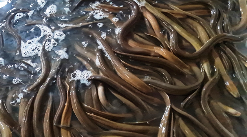 Nuôi 5.000 con lươn không bùn, bắt hơn 1 tấn toàn con to bự để xuất khẩu, nhiều người kéo tới xem - Ảnh 2.