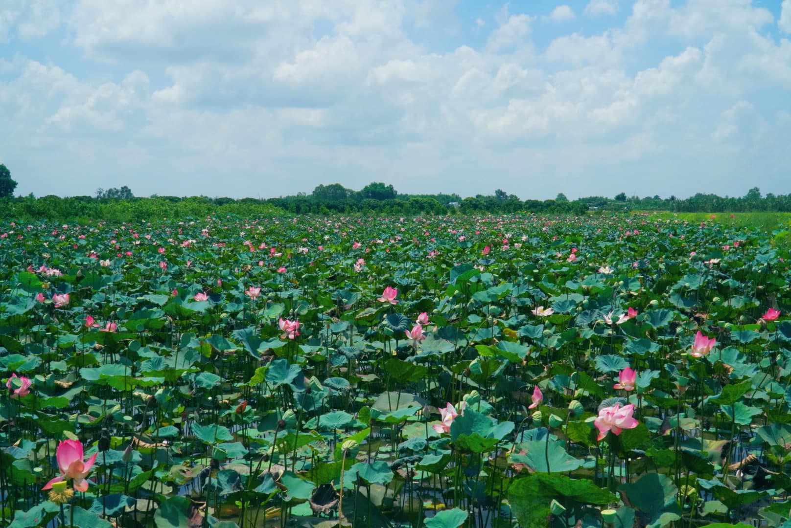 Đồng Tháp: Không thể ‘ngủ quên’ trên tiềm năng du lịch nông nghiệp - Ảnh 3.