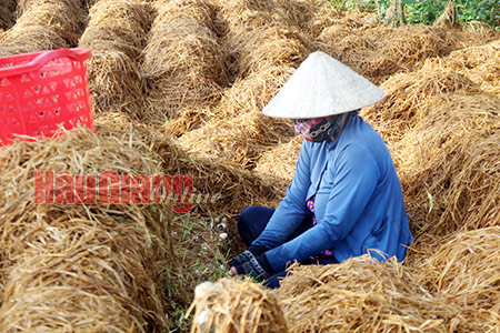Chất rơm ven đường trồng nấm, nông dân Hậu Giang nhặt bao nhiêu thương lái cũng &quot;khuân&quot; hết mang đi Sài Gòn - Ảnh 1.